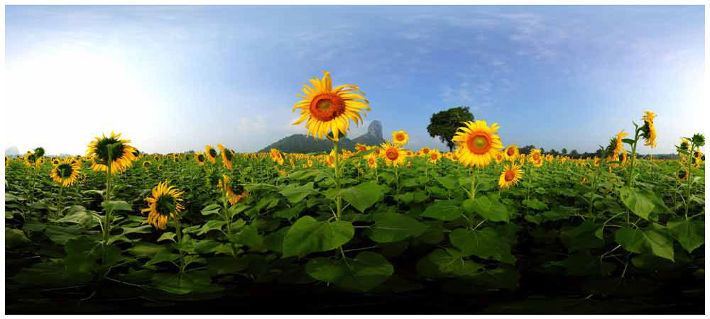Sunflower Lop Buri Thailand